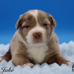 Jake - Red merle male Miniature Australian Shepherd puppy in Weeki Wachee, Florida from Arlington's Mini Aussies