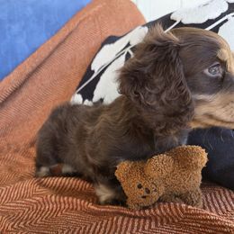 Dachshund Puppies from Cassiopeia Doxies