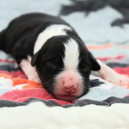 Ion - Black tri-color male Australian Shepherd puppy in Weatherford, Texas from Ridgestar Aussies