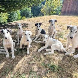 Borzoi puppies from Arcaniss Borzoi