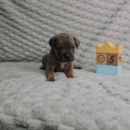 Black collar - Gray and fawn male Cane Corso puppy in Fritch, Texas from Carrie Brown's Cane Corsos