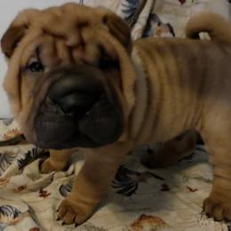 Boy 5 - male Chinese Shar-Pei puppy in Oil City, Pennsylvania from Hannaggin Shar Pei