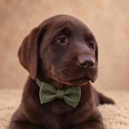 River - Chocolate female Labrador Retriever puppy in Chicago, Illinois from Urbane Retrievers