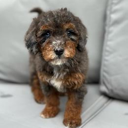 Storm - Merle female Bernedoodle puppy in Los Angeles, California from Bernied00dle Love