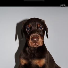 Kal-El - Red and rust male Doberman Pinscher puppy in Van Buren, Indiana from Black Creek Dobermans