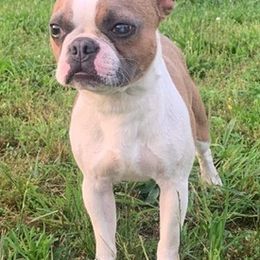 Boston Terriers from Coulombe Boston Terriers