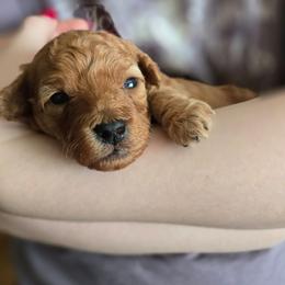 Kisses - Red female Cavapoo puppy in Lincolnton, North Carolina from Cuddable Pups