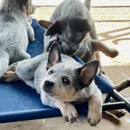 Australian Cattle Dog Puppies from Tin Roof Australian Cattle Dogs