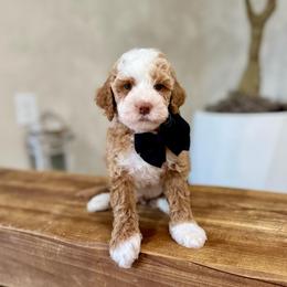 Oakley boy - Apricot male Goldendoodle puppy in Rio Linda, California from Plush Doodles