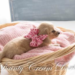Halley - Cream female Dachshund puppy in South Laurel, Maryland from Dainty Cream Doxies