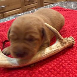 Girl 4 - Yellow female Labrador Retriever puppy in Normantown, West Virginia from Meadows Labradors