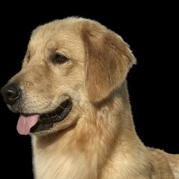 Charlie - Golden Retriever