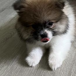 Pomeranians and Pomskies from Michelle’s Posh Pomsky
