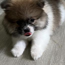 Pomeranians and Pomskies from Michelle’s Posh Pomsky