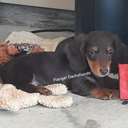 Neuffen - AKC 2,350 - Chocolate and tan male Dachshund puppy in Valdosta, Georgia from Flangel Dachshunds