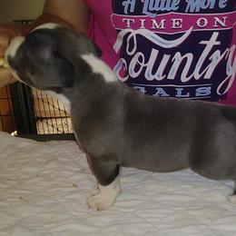 American Bully Puppies from Bolt Action Kennel