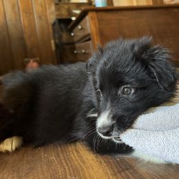 “Raven” - Black & white Australian Shepherd puppy in Yadkinville, North Carolina from Gold Leaf Farm & Kennels