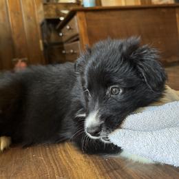 “Raven” - Black & white Australian Shepherd puppy in Yadkinville, North Carolina from Gold Leaf Farm & Kennels