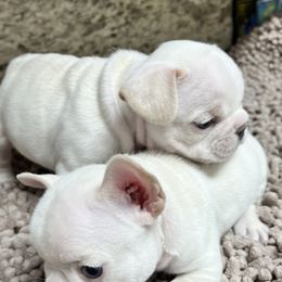 French Bulldog Puppies from Grand Frenchies