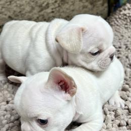 French Bulldog Puppies from Grand Frenchies