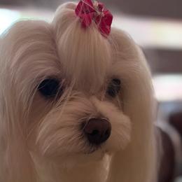 Maltese and Maltipoos from Iuliia Savisheva