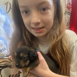 ZOEY - Black female Dachshund puppy in Elizabethtown, Kentucky from Teeny Tiny Puppy Tails