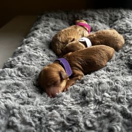 Cavapoo, Havapoo, and Poodle Puppies from West Cobb Dogs