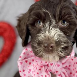 Girl 4 - Chocolate Australian Labradoodle puppy in Dawson, Georgia from Still Pond Retrievers & Labradoodles