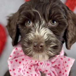 Girl 4 - Chocolate Australian Labradoodle puppy in Dawson, Georgia from Still Pond Retrievers & Labradoodles