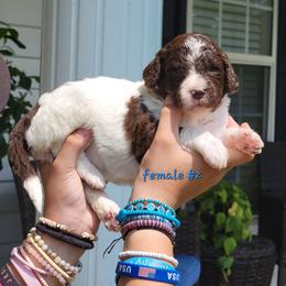 Girl 2 - female Newfypoo puppy in Shelby, Alabama from New Life Family Farm