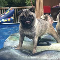 Willow - Pug