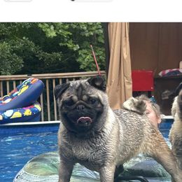 Willow - Pug