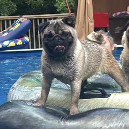 Willow - Pug