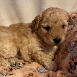 Tommy - Cream male Poodle puppy in Eden, Maryland from Canines  Unlimited