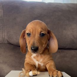 Buddy - Dapple male Dachshund puppy in Stuart, Iowa from Johnson Family Corgis and more