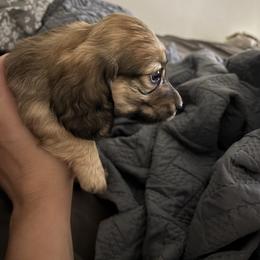 Helen - Cream female Dachshund puppy in Alabaster, Alabama from Doxies of Olympus
