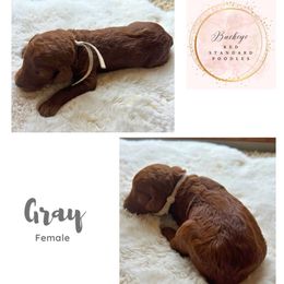 Gray - Female - Red  female Poodle puppy in Lima, Ohio from Buckeye Red Standard Poodles