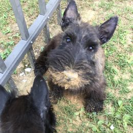 Scottish Terrier Puppies from Gina Smith