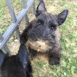 Scottish Terrier Puppies from Gina Smith