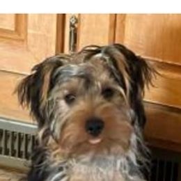 Yorkipoos from Joan Martindale