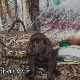 Labrador Retriever Puppies from Copper Creek Outfitters and Kennel