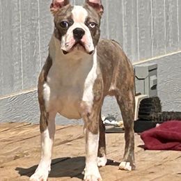 Parker - Boston Terrier