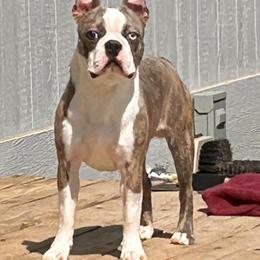 Parker - Boston Terrier