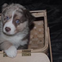 Krisoff - Red merle male Australian Shepherd puppy in Jeddo, Michigan from Blue Water Aussies