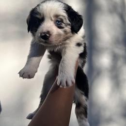 Australian Shepherd Puppies from In the Piney Woods ETX