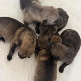 Girl 2 - female Czechoslovakian Vlcak puppy in Florida from DireWolf Pack