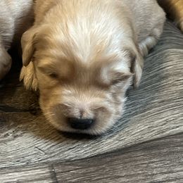 Golden Retriever Puppies from Lake Champlain Goldens
