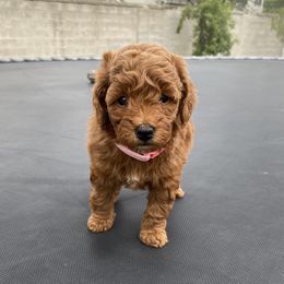 Poodle Puppies from Kinderpoodlesutah