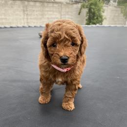 Poodle Puppies from Kinderpoodlesutah