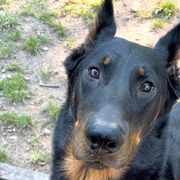 Beaucerons from RiverStyx Beaucerons